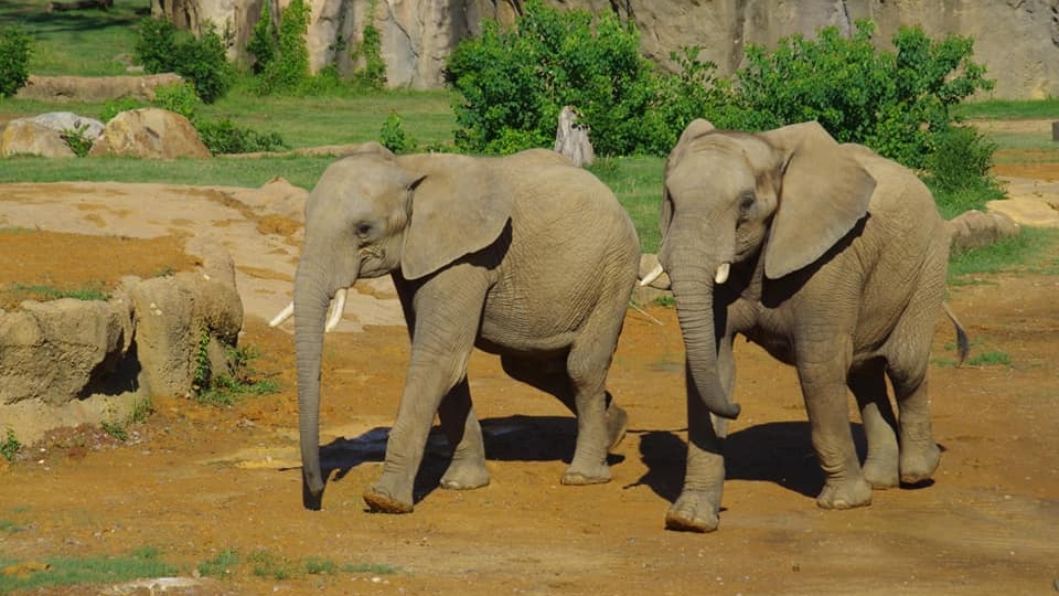 Meet Luti and Gadze - the African elephants who have joined the