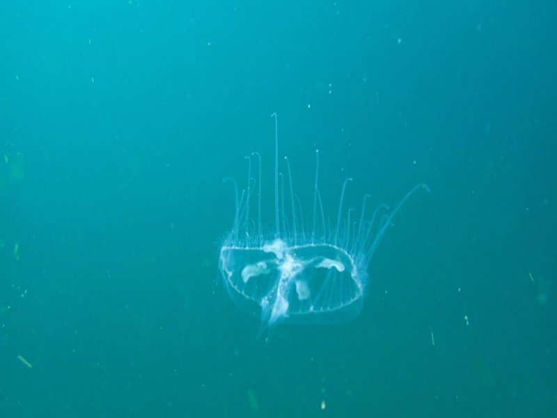Freshwater jellyfish swimming in quarry lake