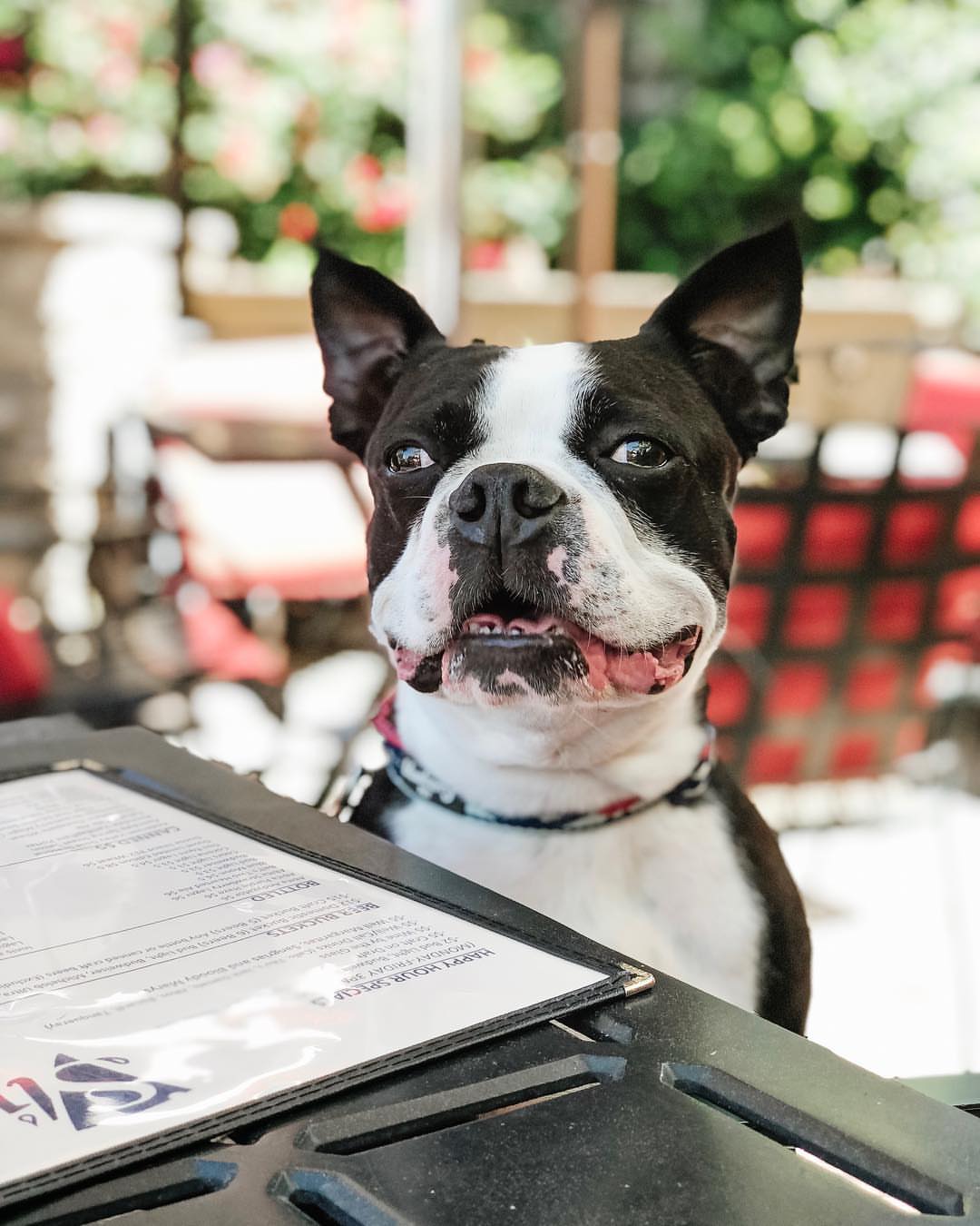 slice birmingham Dinner with the dogs: 15 spots with outdoor dining in Birmingham [CUTE DOG PHOTOS]