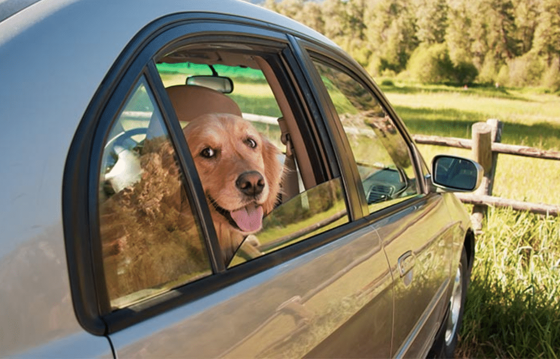 It's HOT outside. 5 ways to handle the Birmingham heatwave 5 AKC It's HOT outside. 5 ways to handle the Birmingham heatwave