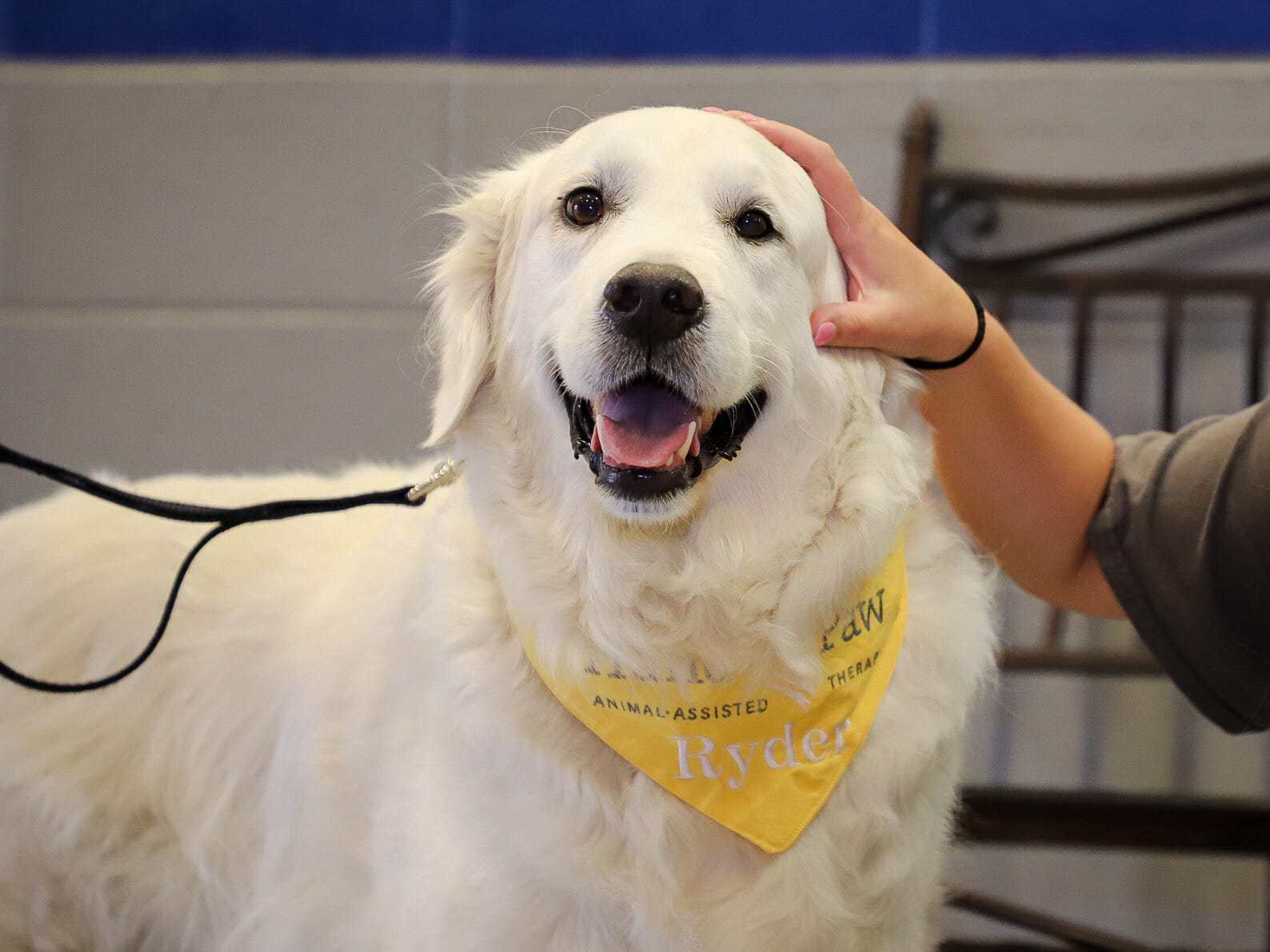 50 events in Birmingham this weekend, August 16-18, including Picasso Pets 6 ErwinIntermediate2018 21 50 events in Birmingham this weekend, August 16-18, including Picasso Pets