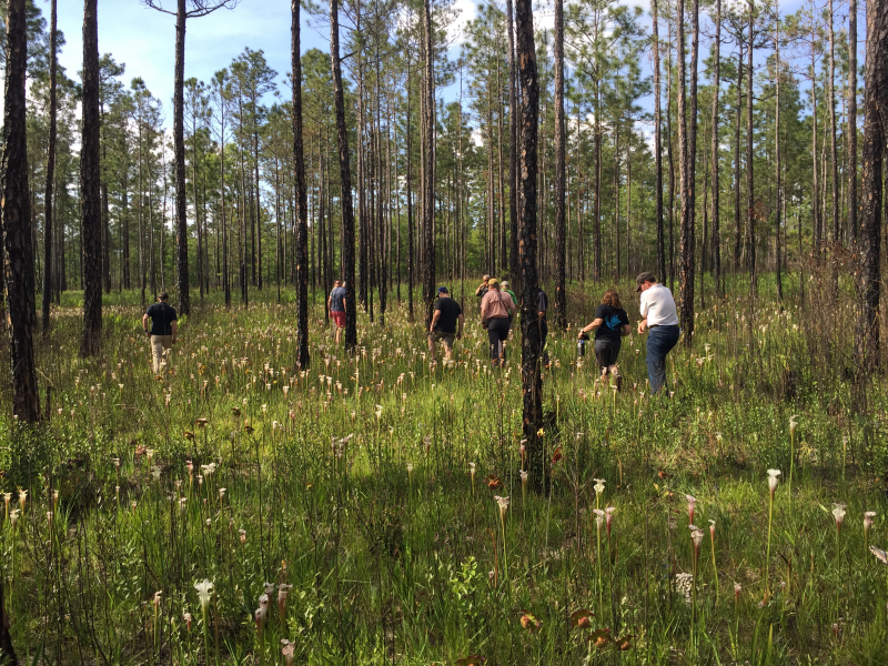 IMG 6713 What did Alabama’s landscapes look like in 1819? Hint: think Kansas with prairies and bamboo.