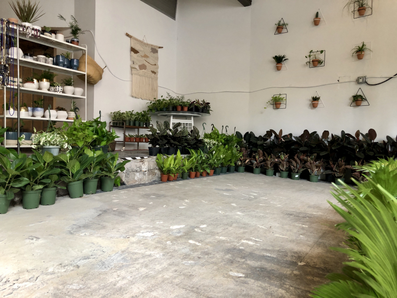 Exclusive preview: Verra Studios and Botanica, holding grand openings August 3 on 3rd Avenue North in Birmingham 11 Lots of pot plants