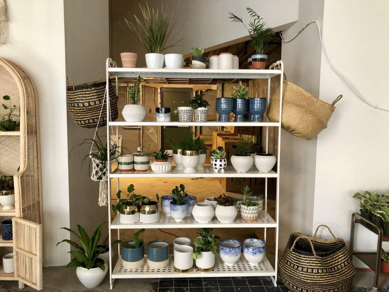 Pot plants on shelf
