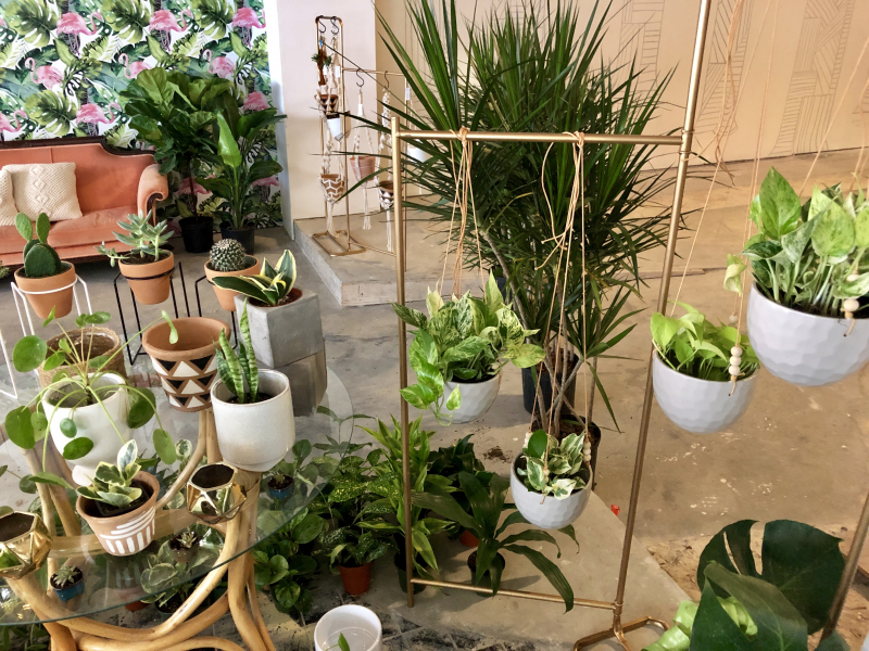 Pot plants and jewelry