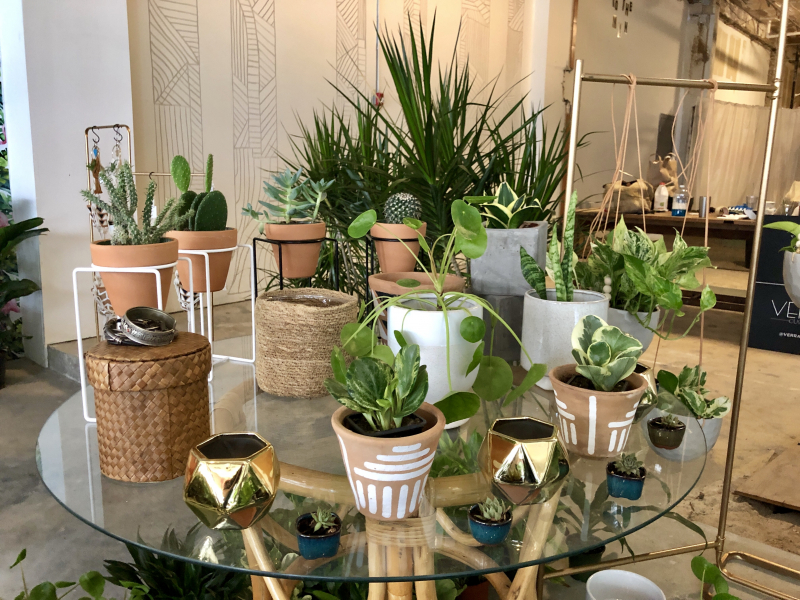 Various pot plants on display