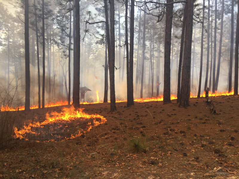 IMG 8653 2 What did Alabama’s landscapes look like in 1819? Hint: think Kansas with prairies and bamboo.