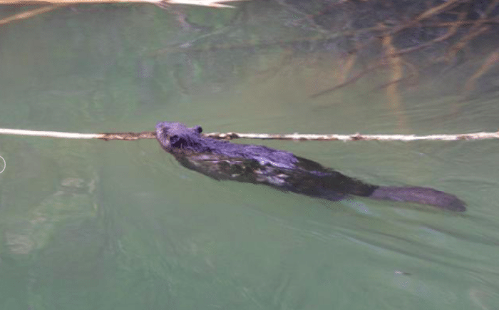 Screen Shot 2019 08 20 at 4.21.55 AM What did Alabama’s landscapes look like in 1819? Hint: think Kansas with prairies and bamboo.