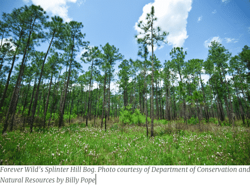 Screen Shot 2019 08 20 at 4.26.41 AM What did Alabama’s landscapes look like in 1819? Hint: think Kansas with prairies and bamboo.
