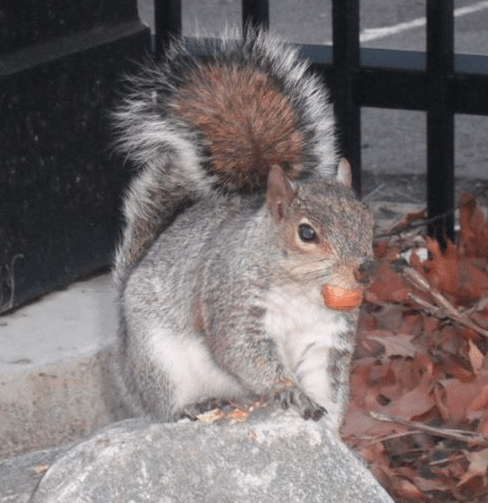 Screen Shot 2019 08 20 at 4.44.42 AM What did Alabama’s landscapes look like in 1819? Hint: think Kansas with prairies and bamboo.