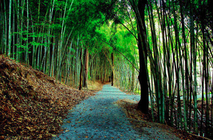 Screen Shot 2019 08 20 at 4.58.28 AM What did Alabama’s landscapes look like in 1819? Hint: think Kansas with prairies and bamboo.