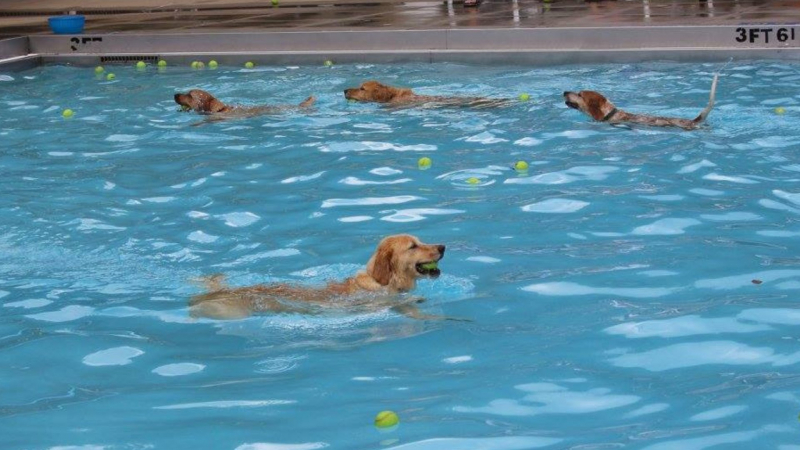 Pups in the pool at the Pooch Plunge