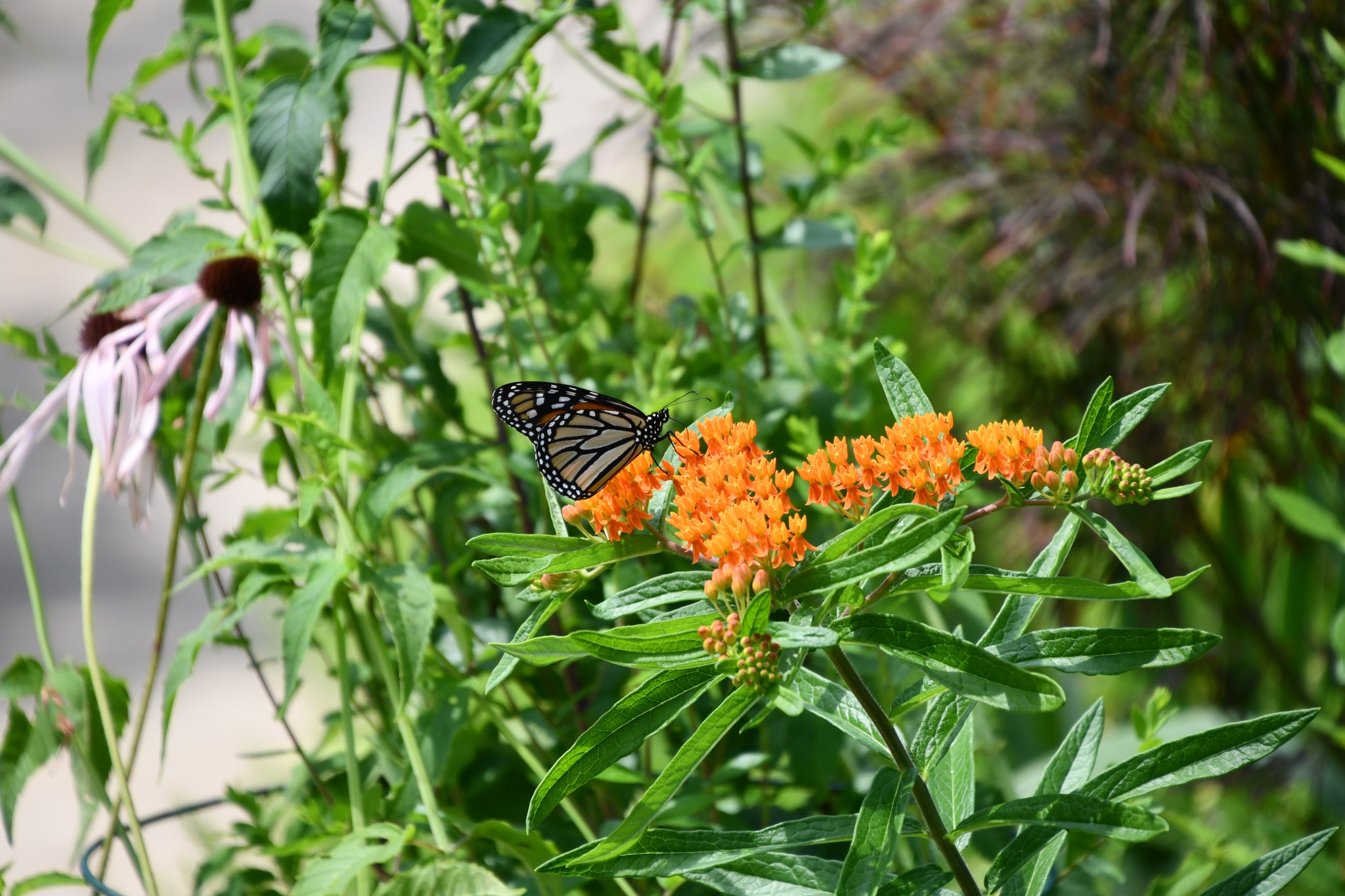 Bonsai, camellias, ferns, oh my! Don't miss the Fall Plant Sale at Birmingham Botanical Gardens, Sept. 14-15 5 Ascleplias tuberosa Butterfly Weed Patricia Bonsai, camellias, ferns, oh my! Don't miss the Fall Plant Sale at Birmingham Botanical Gardens, Sept. 14-15