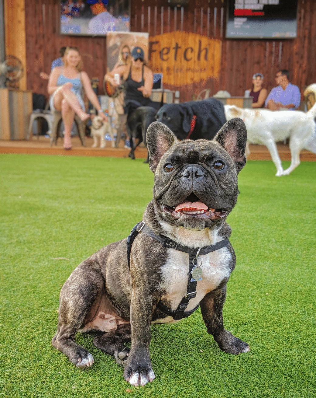Pup Park? Brew Bar? Both. Fetch is coming to Birmingham! 7 Screen Shot 2019 09 10 at 1.42.57 PM Pup Park? Brew Bar? Both. Fetch is coming to Birmingham!