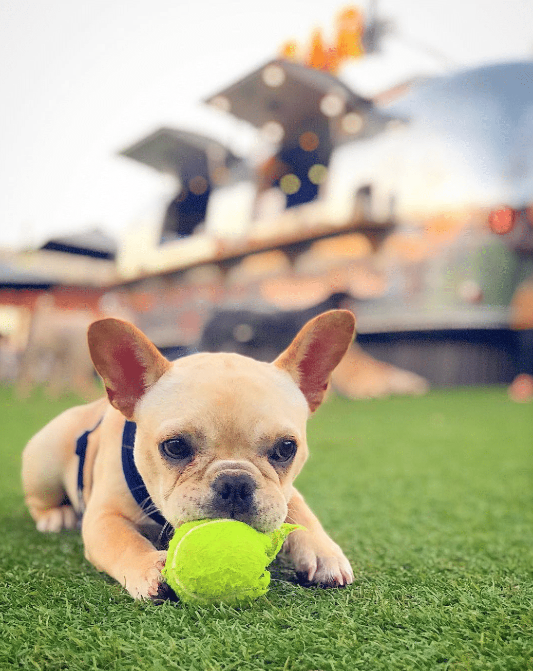 Pup Park? Brew Bar? Both. Fetch is coming to Birmingham! 5 Screen Shot 2019 09 10 at 1.50.51 PM 1 Pup Park? Brew Bar? Both. Fetch is coming to Birmingham!