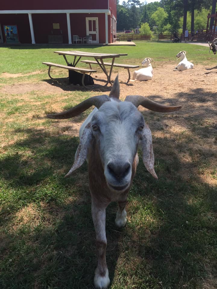 Education, Bamabuzz, Fun, Outdoors, Uncategorized Birmingham, Oak Mountain State Park, Fall Festivals, Festivals, Animals, Petting Zoo, Goats, Animal Encounters