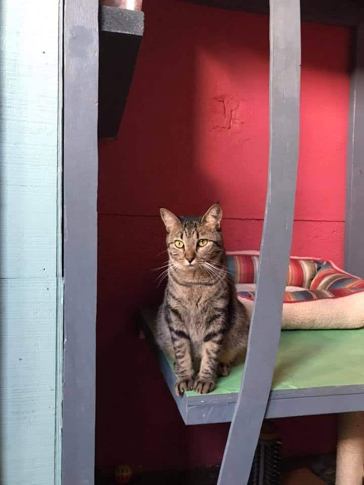 rad cat go fund me