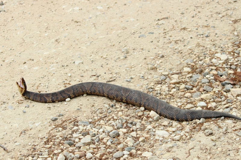 Guide to Alabama's 6 venomous snakes and how to react if you see one