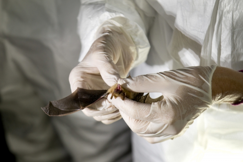 Everything you've wanted to know about Birmingham's bats during Bat Week, Oct. 24-31 5 Researcher examining a tiny bat in one of the caves at Ruffner Mountain. Photo from Ruffner Mountain.