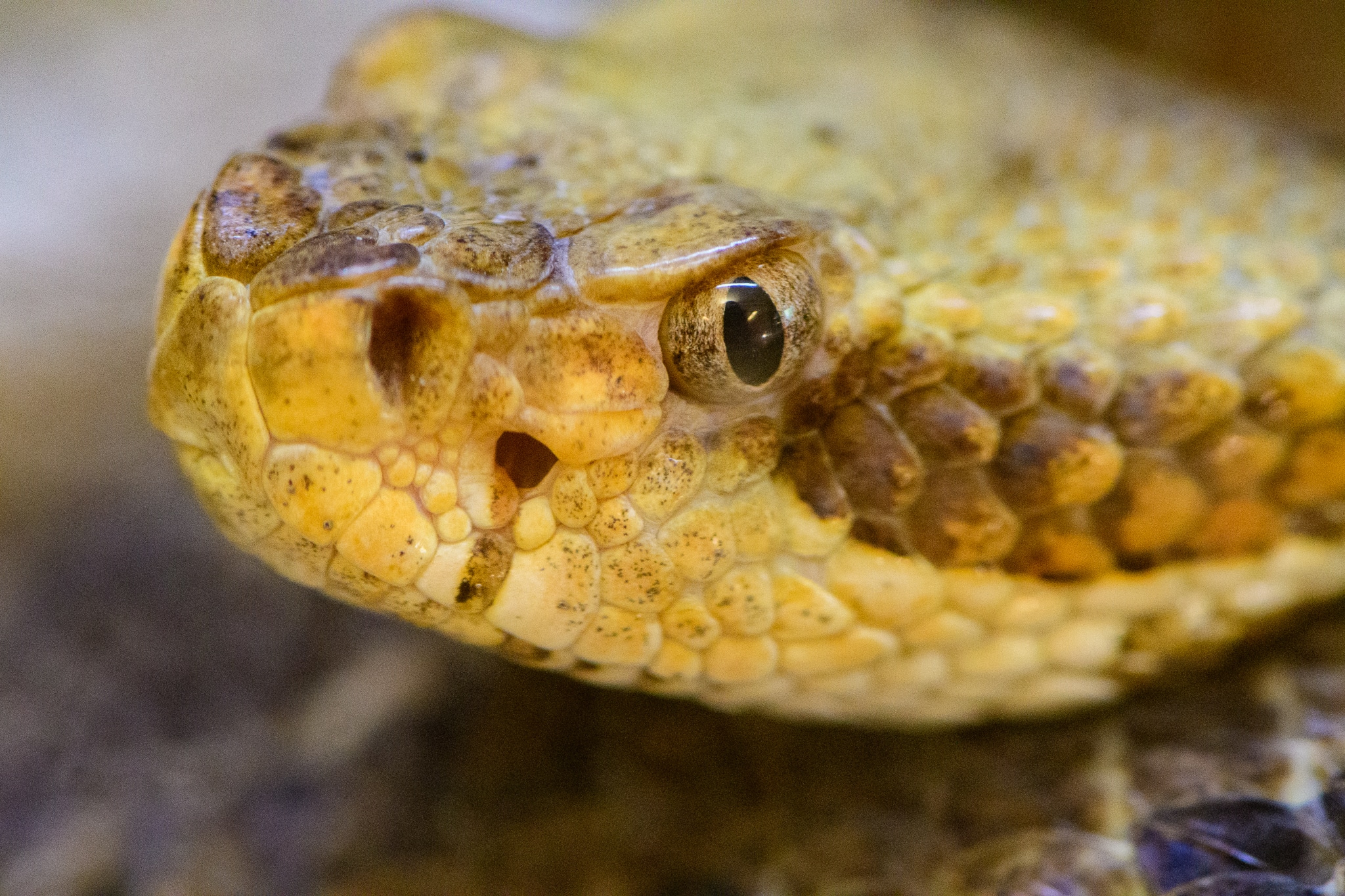 Uab Comprehensive Snakebite Program