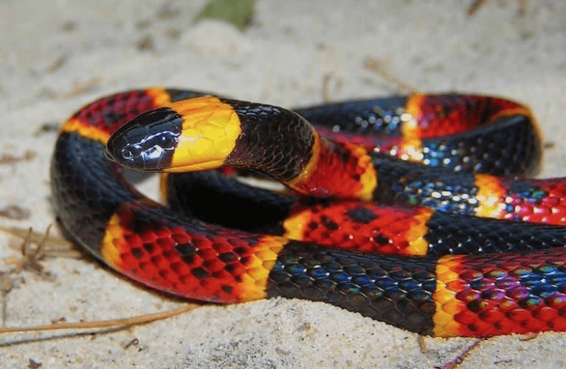 Guide to Alabama's 6 venomous snakes and how to react if you see one