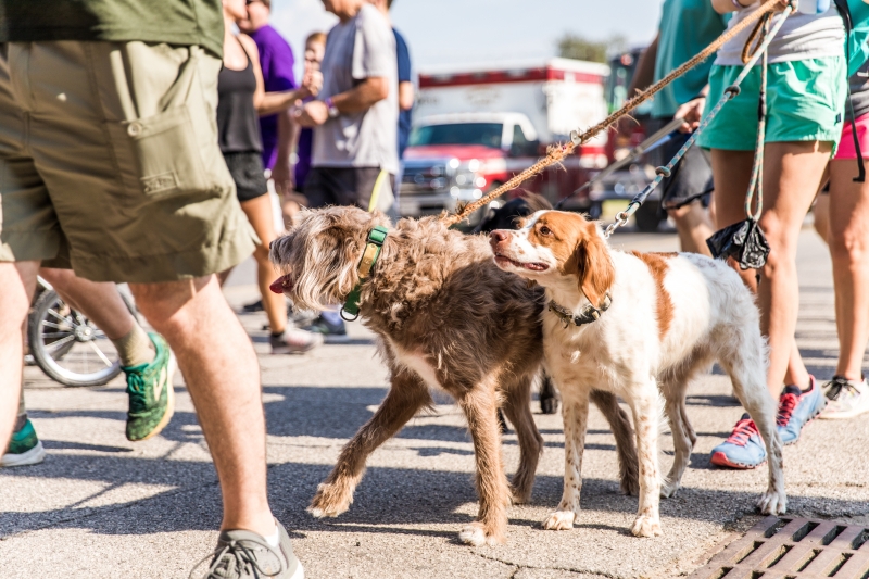 5 reasons Birmingham's 2019 Walk to End Alzheimer's was a smashing success 7 Dogs at the 2019 Walk to End Alzheimer's