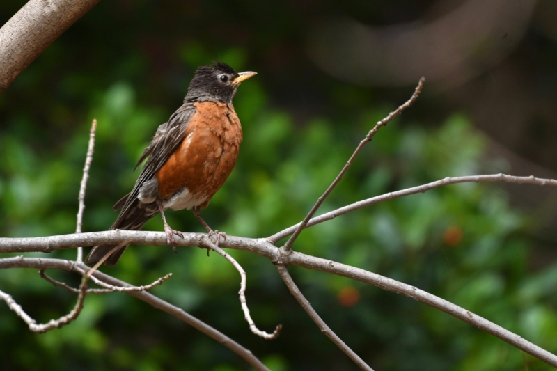 78282448 10156710829738302 8279648283178041344 o Meet Blaze. The UAB baby robin that just made Alabama natural history. (Update and photos)