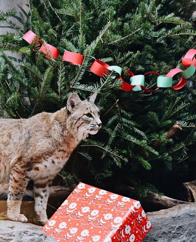 Photo via The Birmingham Zoo Recycle your Christmas tree, Birmingham! Here's how.