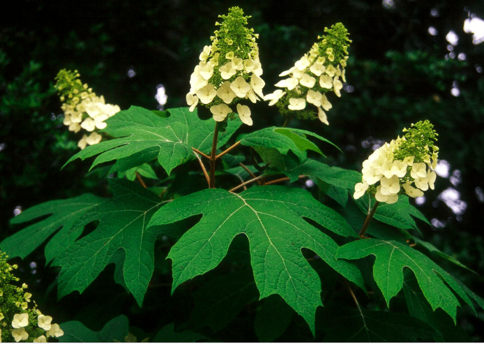 Who’s bringing back native plants to the landscape of Alabama? Take a look and see. 2 Screen Shot 2019 12 09 at 4.47.43 PM Who’s bringing back native plants to the landscape of Alabama? Take a look and see.