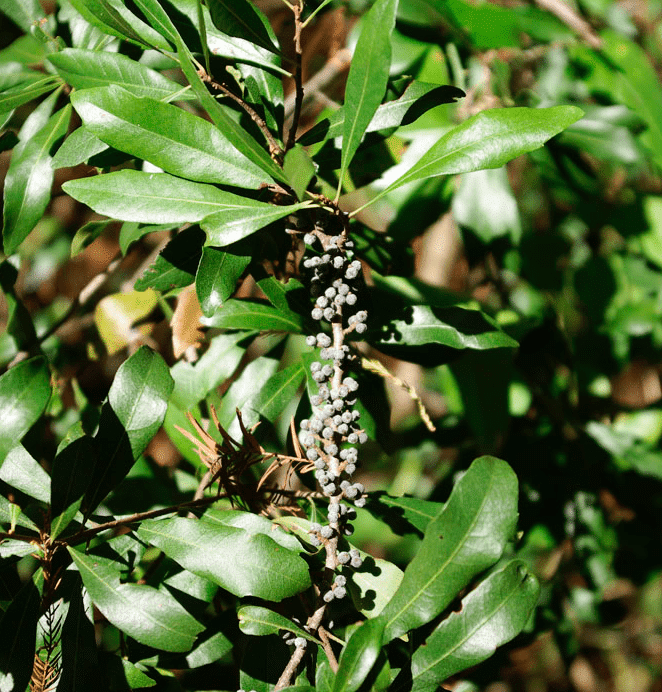 6 ways to become an Alabama native plant champion like Julia Tutwiler 17 Screen Shot 2019 12 16 at 1.41.50 PM 6 ways to become an Alabama native plant champion like Julia Tutwiler