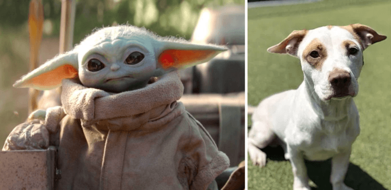 Found! 10 Baby Yoda lookalikes in Birmingham. Share yours and support a local nonprofit