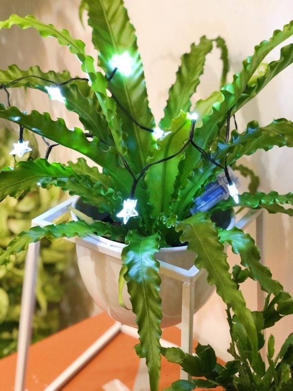 7 ways to keep your Birmingham plants from dying this winter! 2 Birmingham plant from Botanica