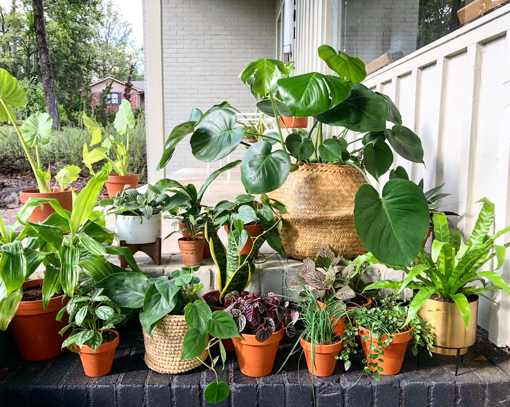 2 Grow Tropical Houseplants 5 new plant skills you can learn this winter+spring, including caring for houseplants