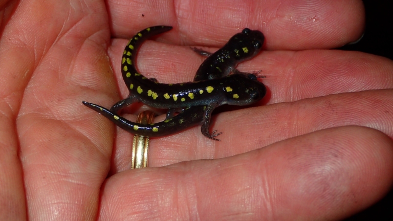 Discover local Birmingham critters at the 16th annual Salamander Festival on Jan. 25