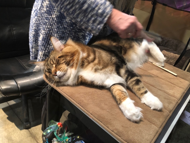 Scenes from the 48th Annual Birmingham Cat Show at Zamora Shrine Temple (Photos)
