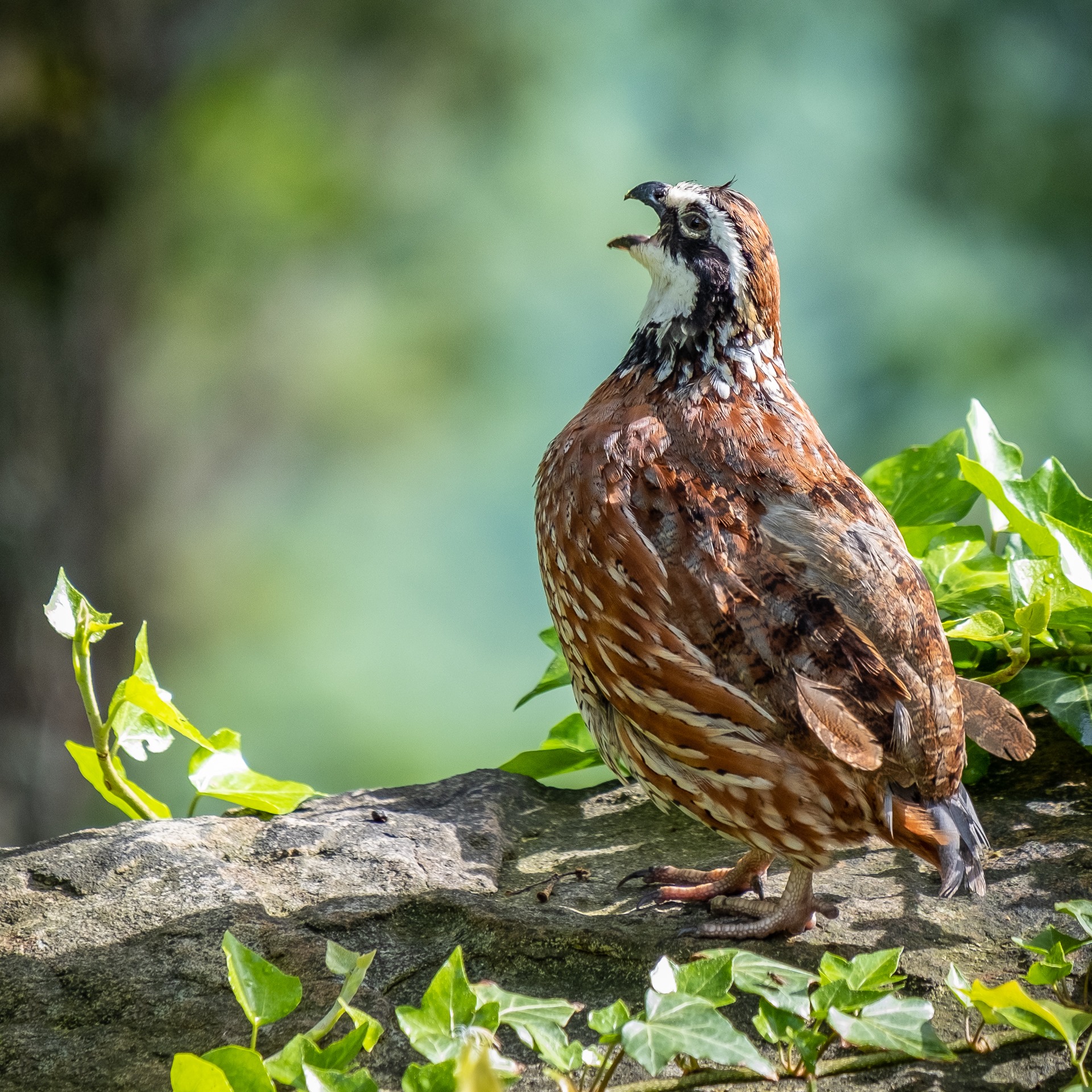 Bobwhite Quail Clark 5 ways to celebrate National Bird Day in "BIRDingham" (15 photos)