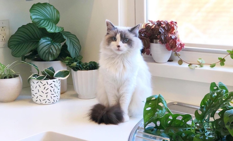 5 new plant skills you can learn this winter+spring, including caring for houseplants 5 new plant skills you can learn this winter+spring, including caring for houseplants