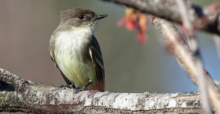 Alabama Audubon wants you to help prevent bird window collisions. Learn how.