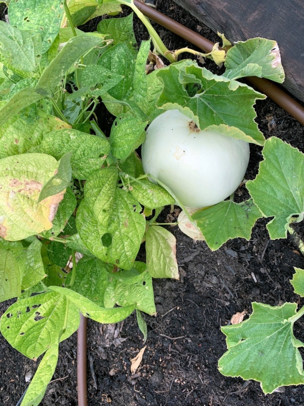 Lovelady Center volunteers help feed 600 women and children from community garden 15 tomato plant
