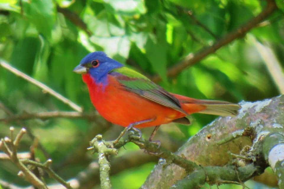 Painted Bunting Hare 5 ways to celebrate National Bird Day in "BIRDingham" (15 photos)