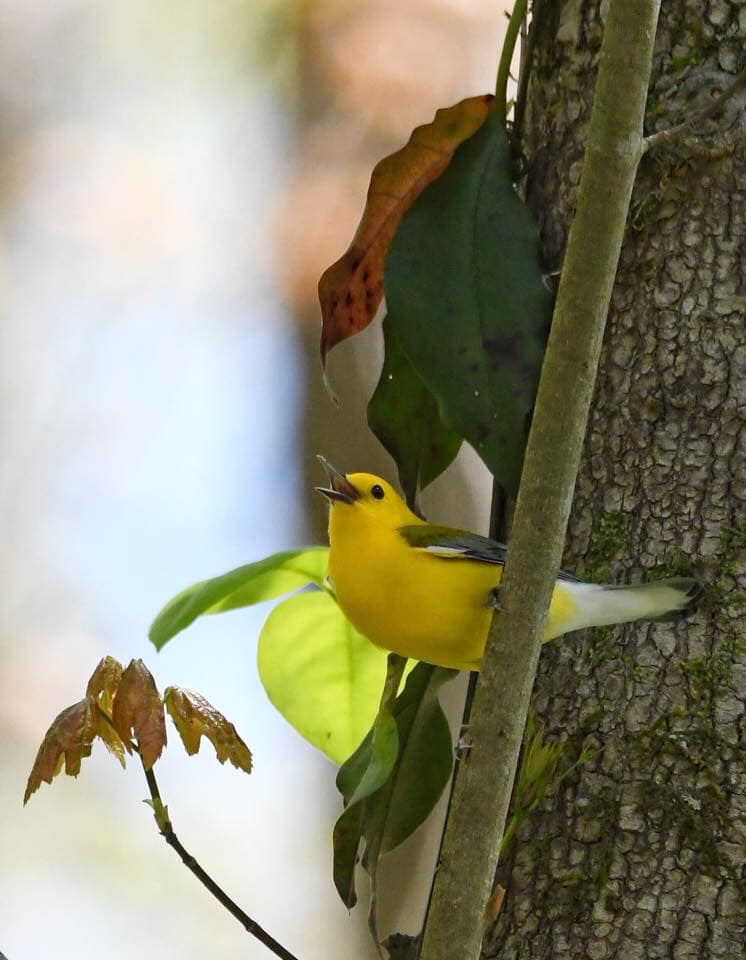 Prothonotary warbler Frings 5 ways to celebrate National Bird Day in "BIRDingham" (15 photos)