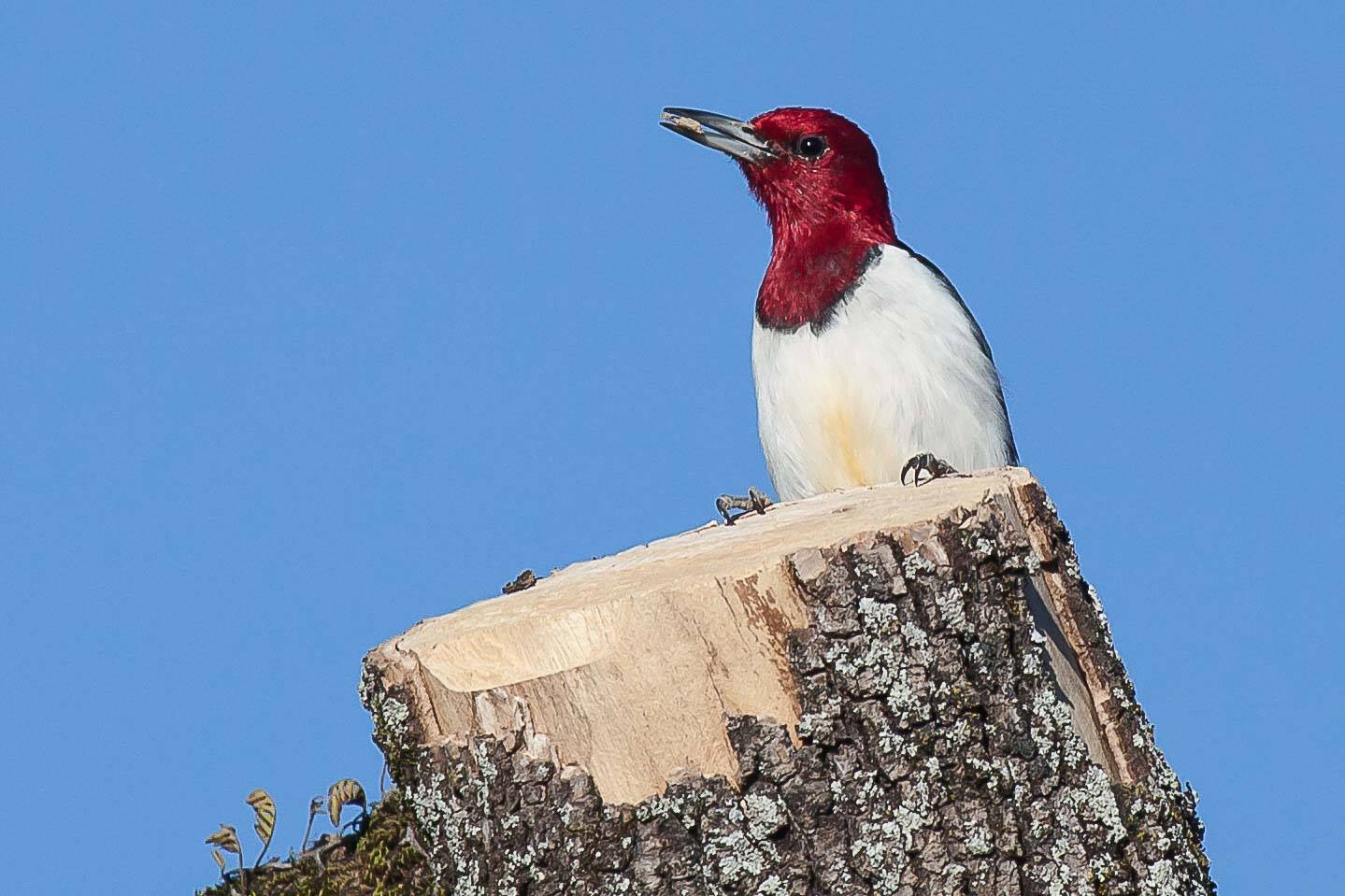 5 ways to celebrate National Bird Day in "BIRDingham" (15 photos) 6 Red Headed Woodpecker Joe Watts 5 ways to celebrate National Bird Day in "BIRDingham" (15 photos)