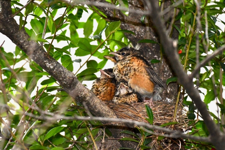 Oops they did it again! UAB robins shatter Alabama natural history record with 3 more babies