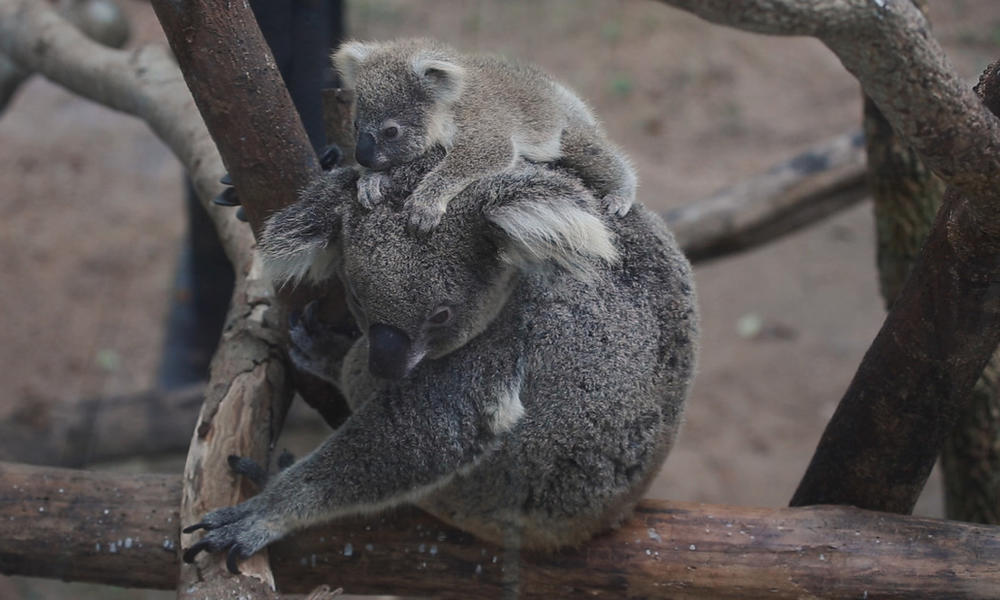 Want to help Australian wildlife? Here's how to do it in Birmingham 3 Fires in Australia