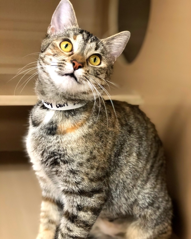 Leap into March! 5 ways to celebrate that extra day in Birmingham 8 Birmingham, Greater Birmingham Humane Society, pets, adoption, leap day, leap year, cats