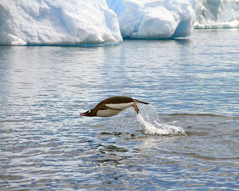 Spiders, ticks and poison ivy. Local scientists share examples of Alabama’s changing climate 5 Penguin Jumping