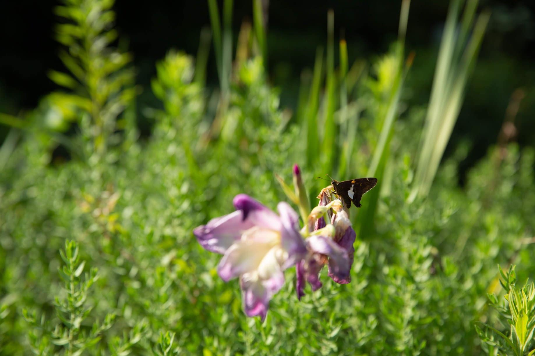 BSC2 BeeSC is buzzing—check out their pollinator gardens + learn how to make your own