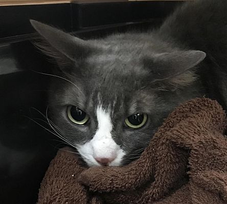 Betsy Do you have Birmingham's grumpiest cat? You could win $100 for charity.