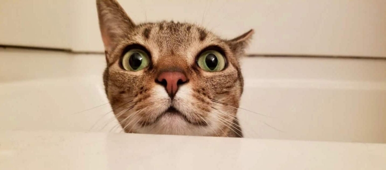 6 things I’ve learned about working at home with cats + check out these Birmingham kitties 6 things I’ve learned about working at home with cats + check out these Birmingham kitties