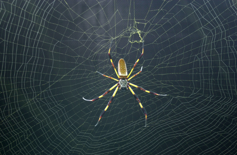 Spiders, ticks and poison ivy.  Local scientists share examples of Alabama’s changing climate